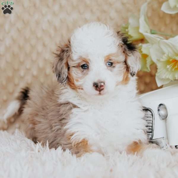 Scout, Mini Bernedoodle Puppy