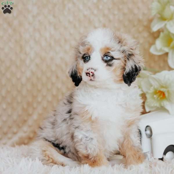 Sadie, Mini Bernedoodle Puppy