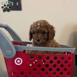 Sammy, Cavapoo Puppy