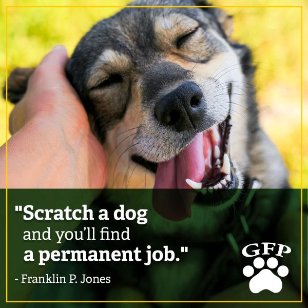 scratch-a-dog-permanent-job