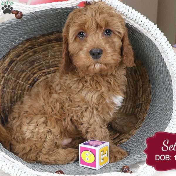 Seth, Cavapoo Puppy