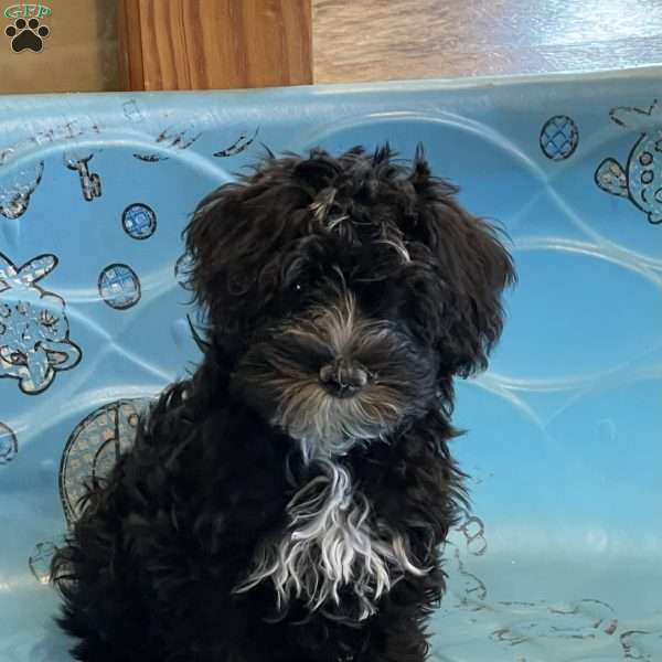 Sheila, Mini Schnoodle Puppy