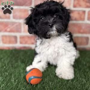 Oreo, Shih-Poo Puppy