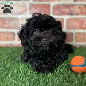 Licorice, Shih-Poo Puppy