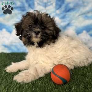 Chevelle, Shih-Poo Puppy