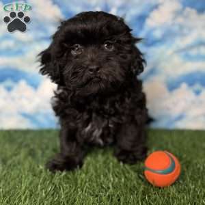 Bronco, Shih-Poo Puppy