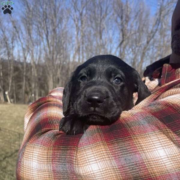 Simon, Black Labrador Retriever Puppy