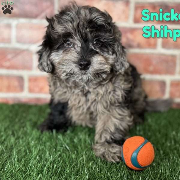 Snickers, Shih-Poo Puppy