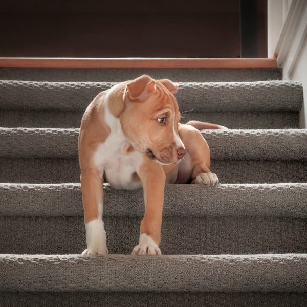 staffordshire terrier puppy sitting on the stairs learning to go down them