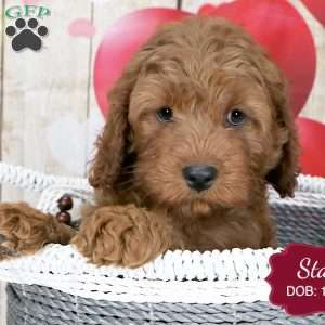 Stan, Cavapoo Puppy