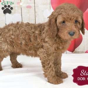 Stan, Cavapoo Puppy