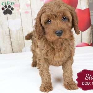 Stan, Cavapoo Puppy