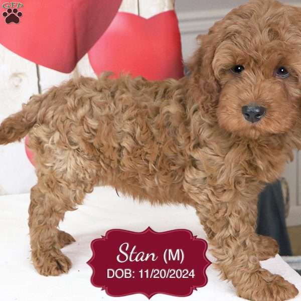 Stan, Cavapoo Puppy