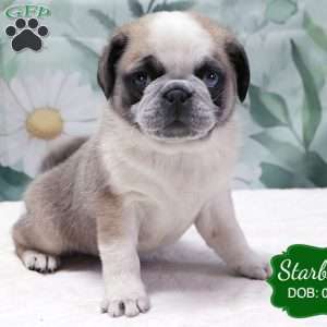 Starburst, Pug Puppy