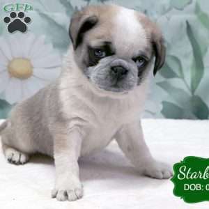 Starburst, Pug Puppy