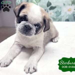 Starburst, Pug Puppy