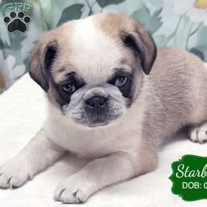 Starburst, Pug Puppy