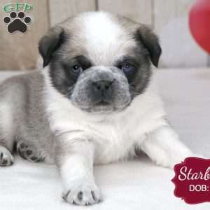 Starburst, Pug Puppy