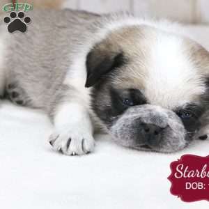 Starburst, Pug Puppy
