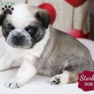 Starburst, Pug Puppy