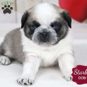 Starburst, Pug Puppy