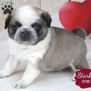 Starburst, Pug Puppy
