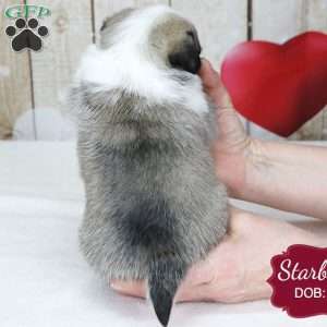 Starburst, Pug Puppy