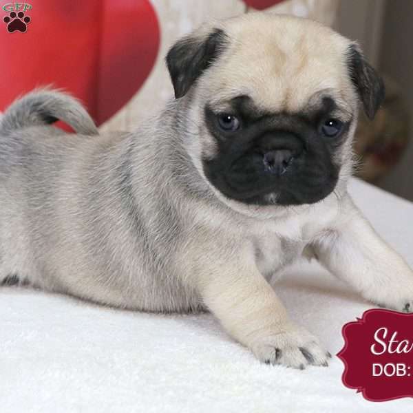 Starla, Pug Puppy