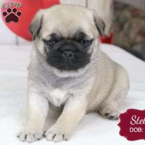 Stella, Pug Puppy