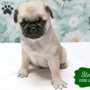 Stella, Pug Puppy