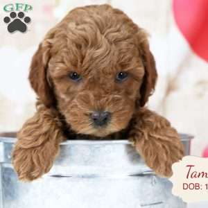 Tammy, Havapoo Puppy