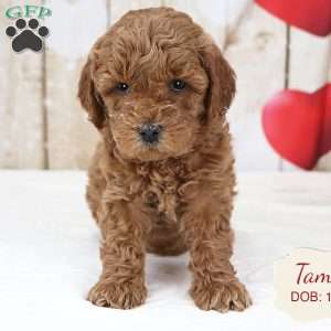 Tammy, Havapoo Puppy