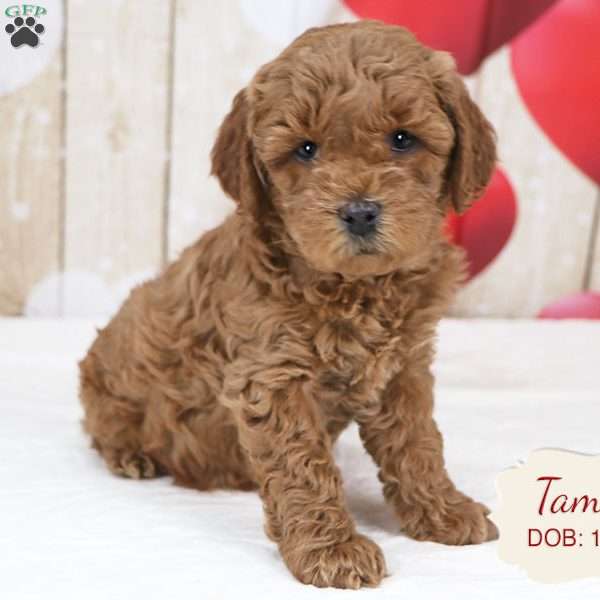 Tammy, Havapoo Puppy