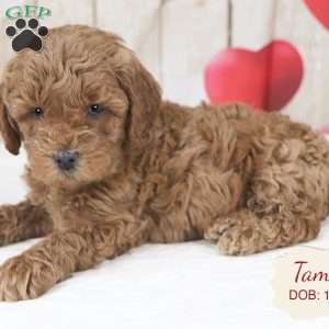 Tammy, Havapoo Puppy