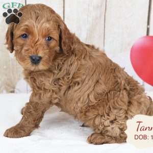 Tanner, Havapoo Puppy