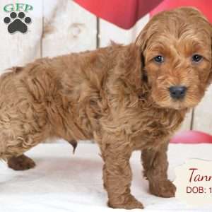 Tanner, Havapoo Puppy