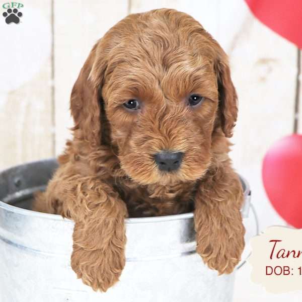 Tanner, Havapoo Puppy