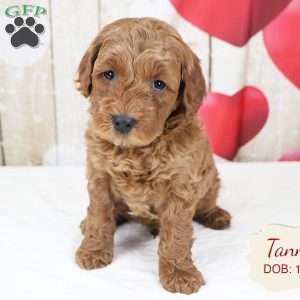 Tanner, Havapoo Puppy