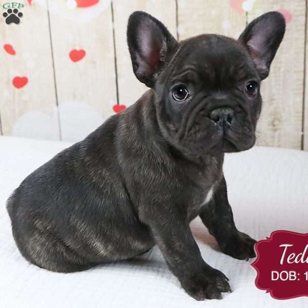 Teddy, French Bulldog Puppy