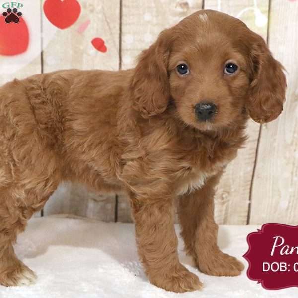 Pansy, Cockapoo Puppy