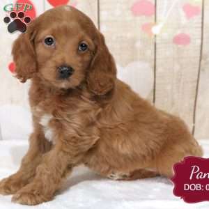 Pansy, Cockapoo Puppy