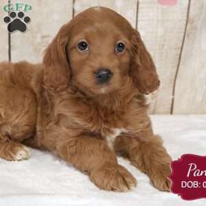 Pansy, Cockapoo Puppy