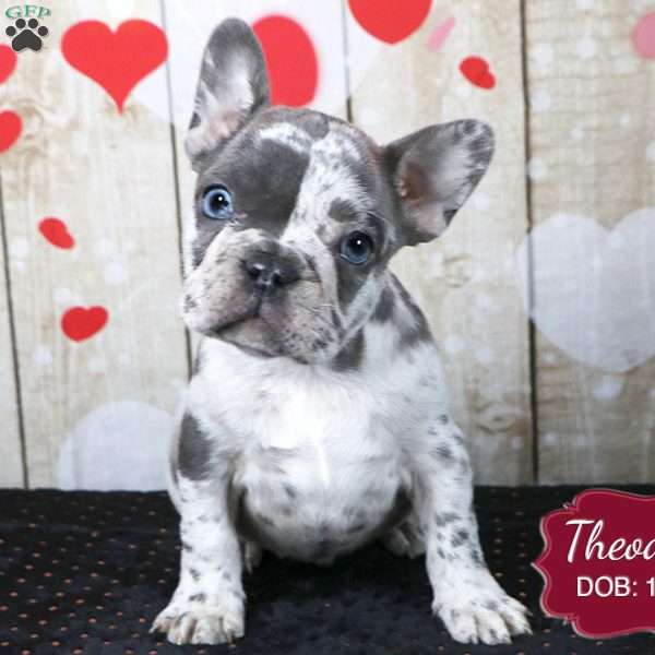 Theodore, French Bulldog Puppy