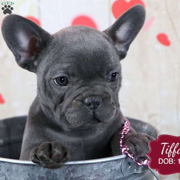 Tiffany, French Bulldog Puppy