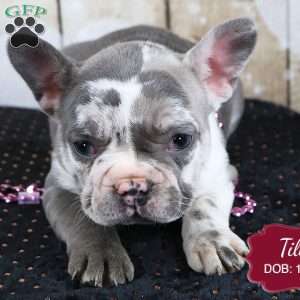 Tilly, French Bulldog Puppy