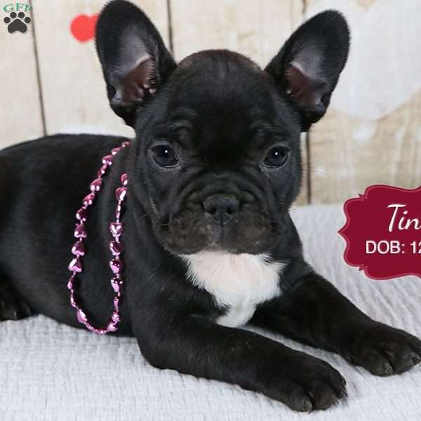 Tina, French Bulldog Puppy