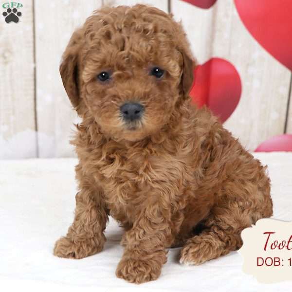 Tootsie, Havapoo Puppy