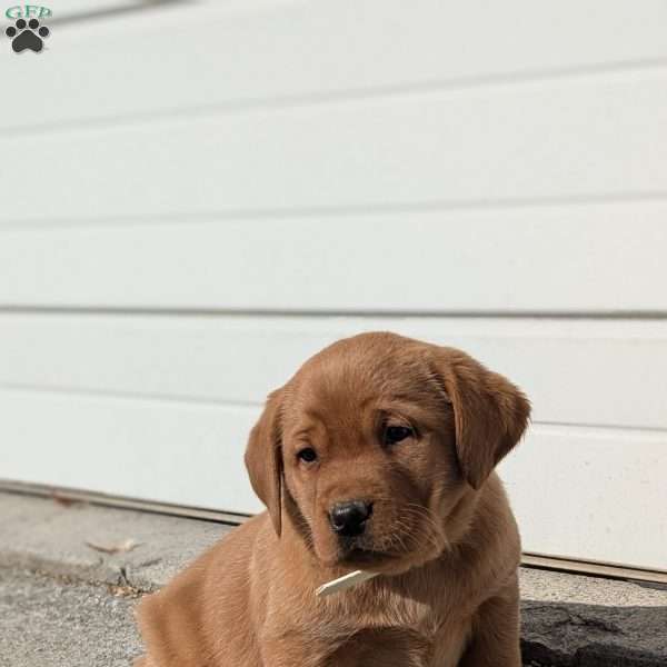 Skye, Fox Red Labrador Retriever Puppy