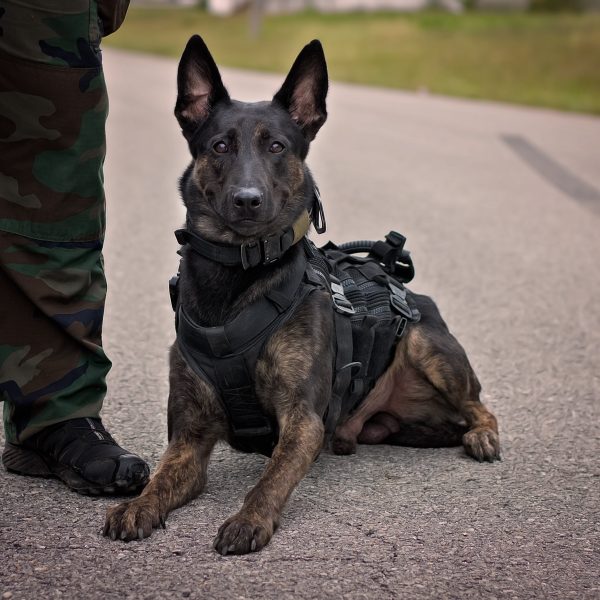 working dogs - dutch shepherd police dog