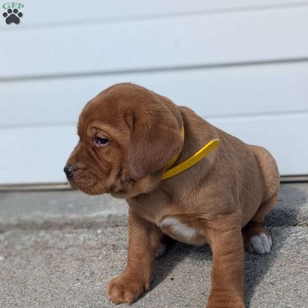 Selena, Fox Red Labrador Retriever Puppy